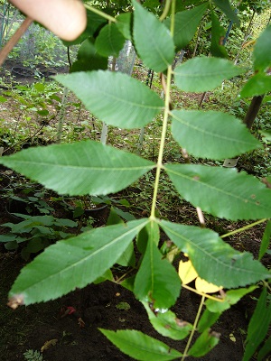 carya ( illinoinensis x cordiformis ) caryer x pacanier cordiforme
